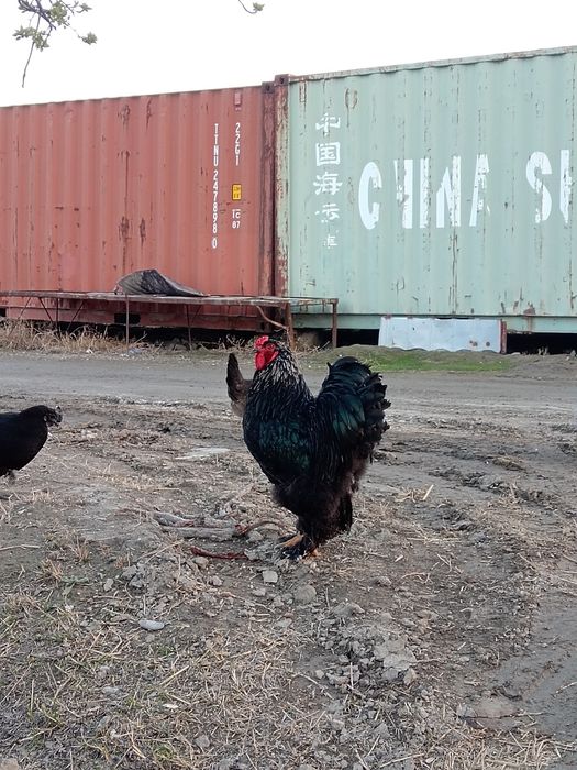 Кора брама хуроз