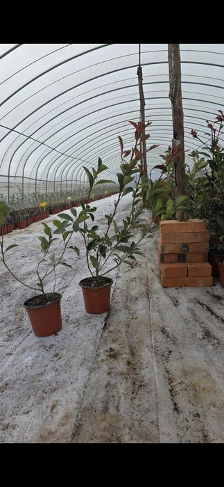 Фотиния кучатларига заказ оламиз оптом