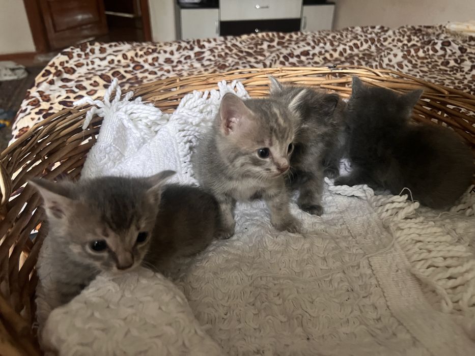 Котята чистые,отдам даром