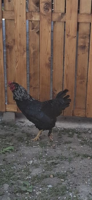 Găini de casă de vânzare