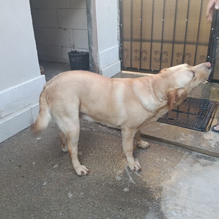 Donez  caine Labrador