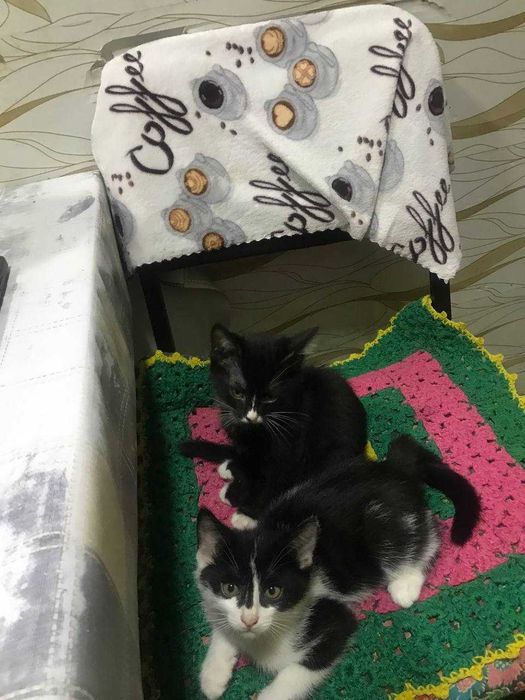 Отдам в хорошие руки котят