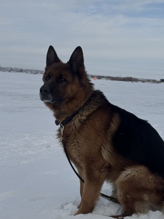 Вязка кобеля немецкой овчарке