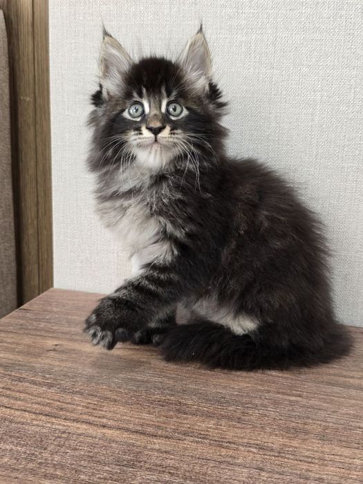 Мейн-кун мальчик