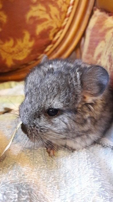 Шиншилла любимый питомец