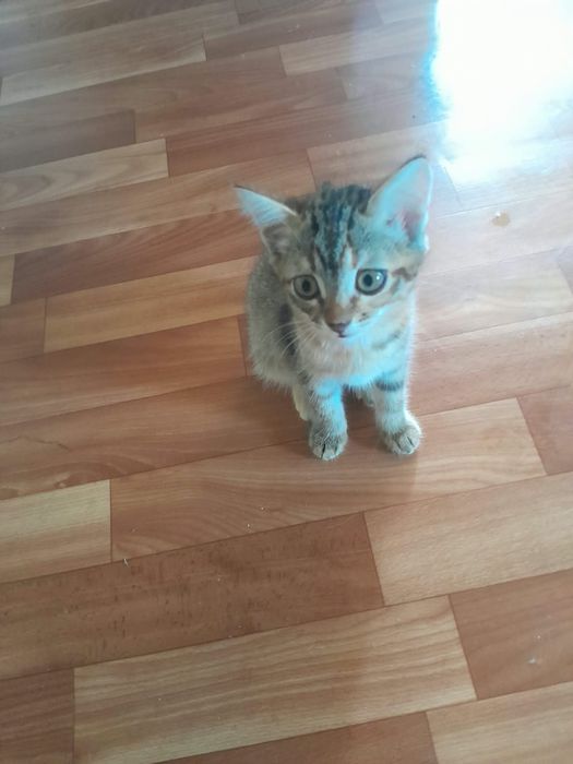 Отдам котят в хорошие руки