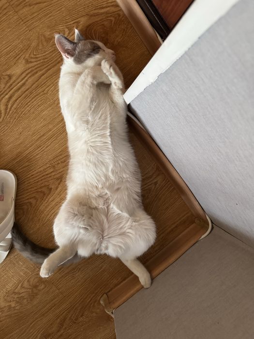 Кот  Космос ищет добрый дом!