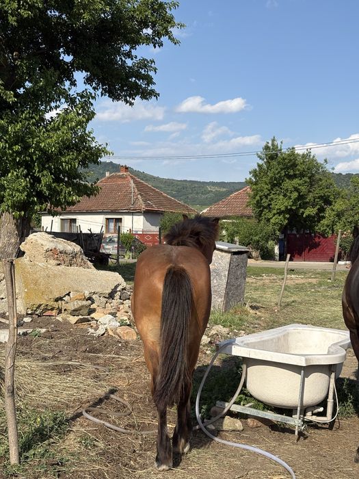 Vand manz de 9 luni
