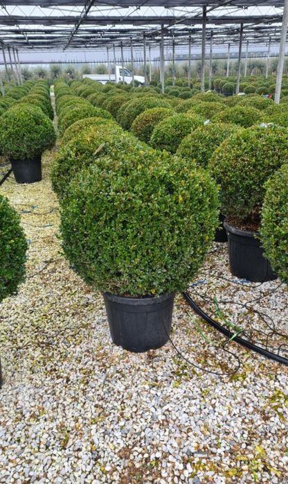 Pepeniera plante ornamentale