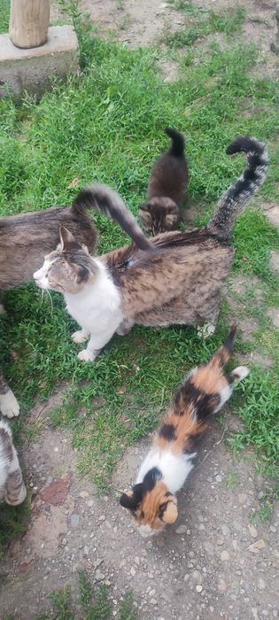 Pisici jucause-cauta casa noua