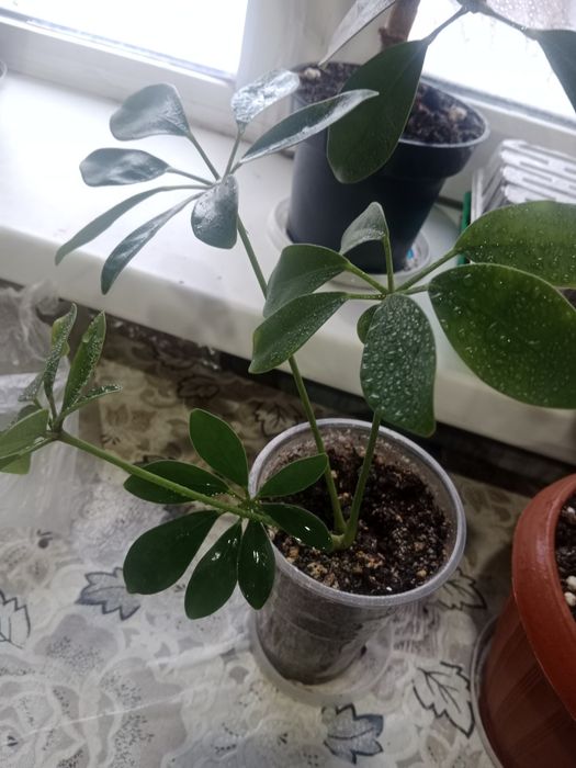 Обмен домашними цветами.