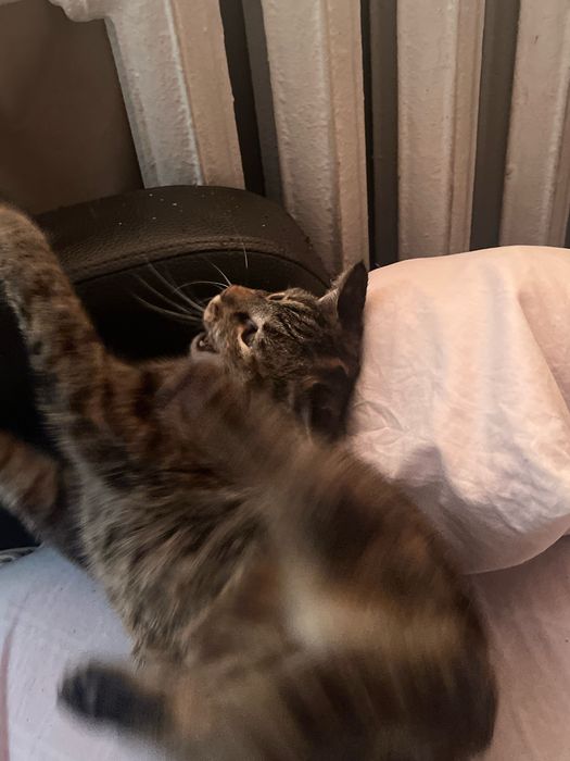 Милая кошечка Лия