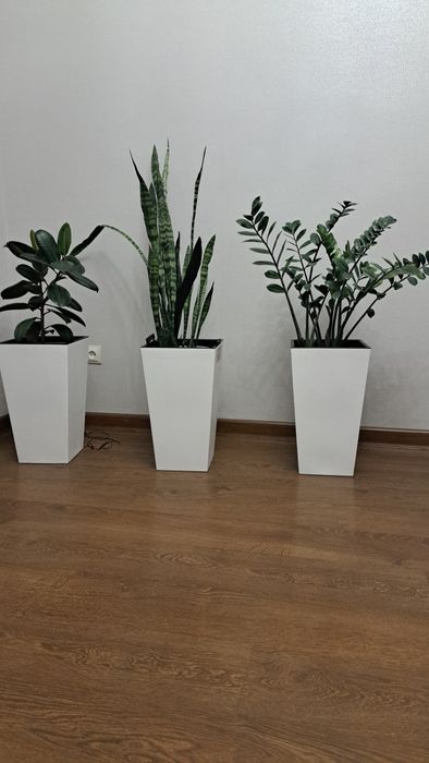 Живые цветы для интерьера