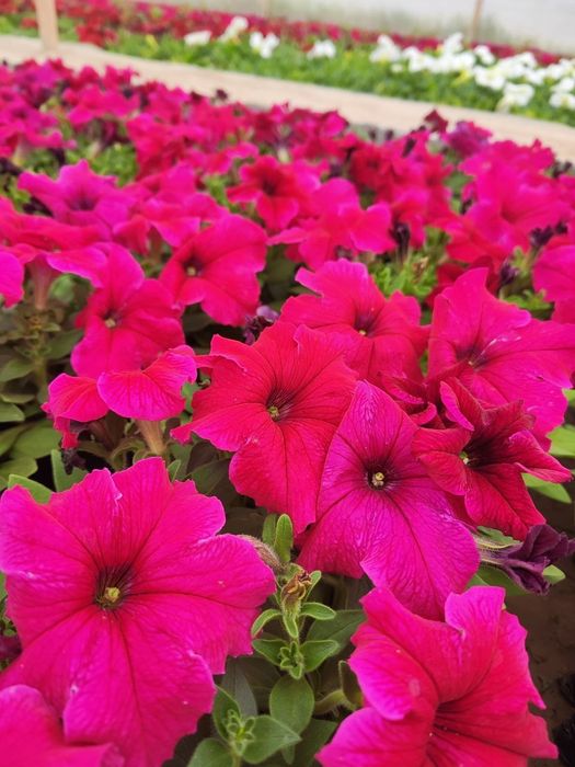 Pituniya (karnaygul)