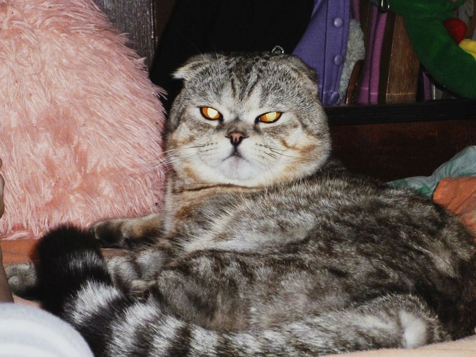 Продам шотландских котят.