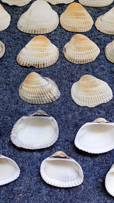 Декорация за аквариум