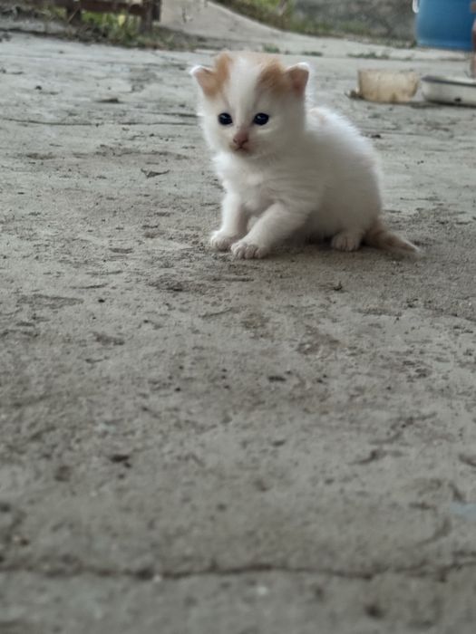 Отдам кошку котят в добрые руки