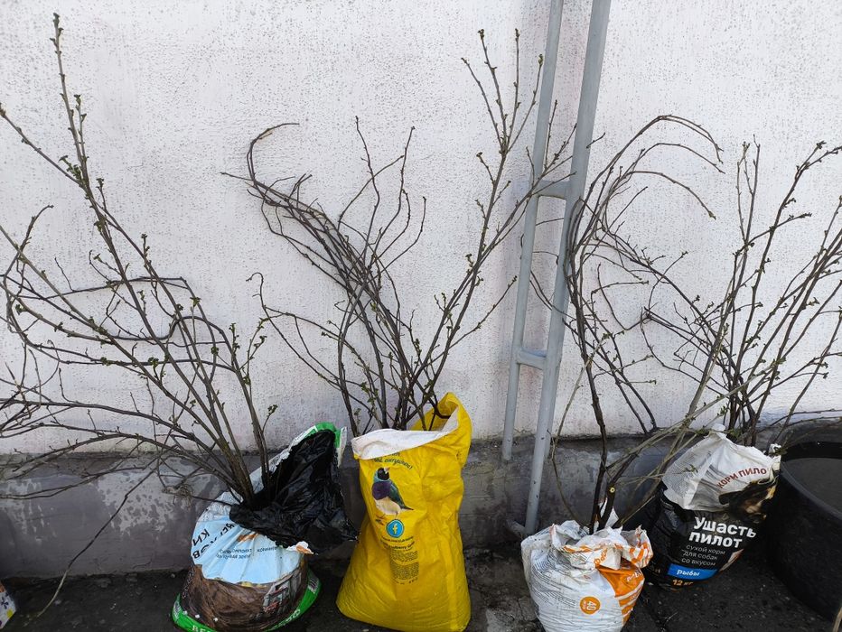 3 сорта смородины черная красная белая