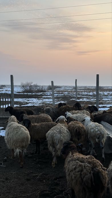 Саулық қойлар.