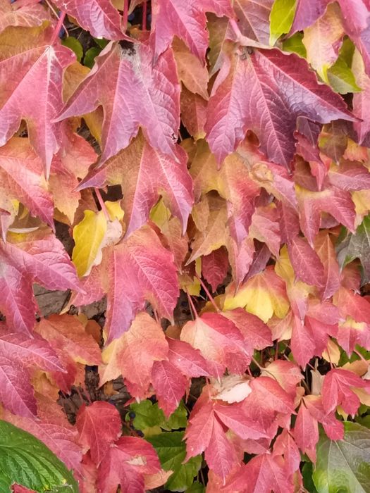 Дивичий виноград - Вичи