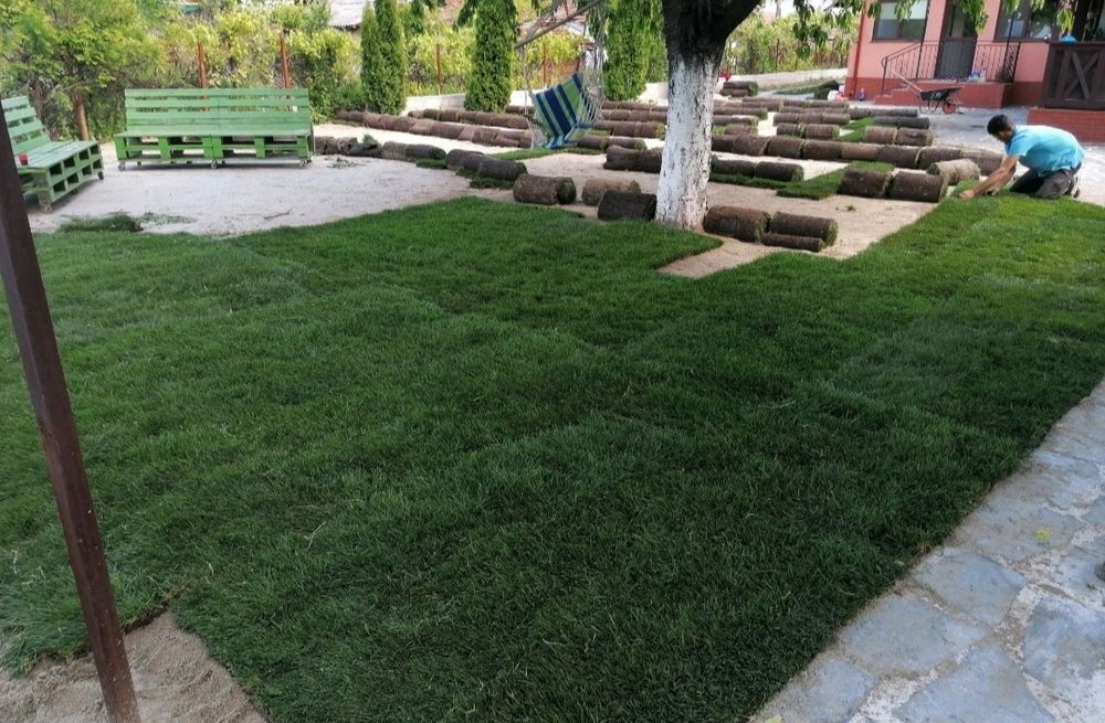 Producător gazon rulou 24 de lei m2 transport, montaj inclus în preț
