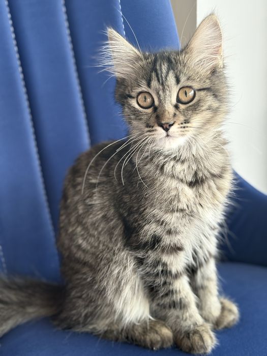 Котенок отдам даром
