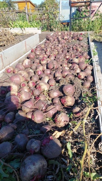 Срочно Продам дачу в с/о «Гудок», 4,3 сотки.