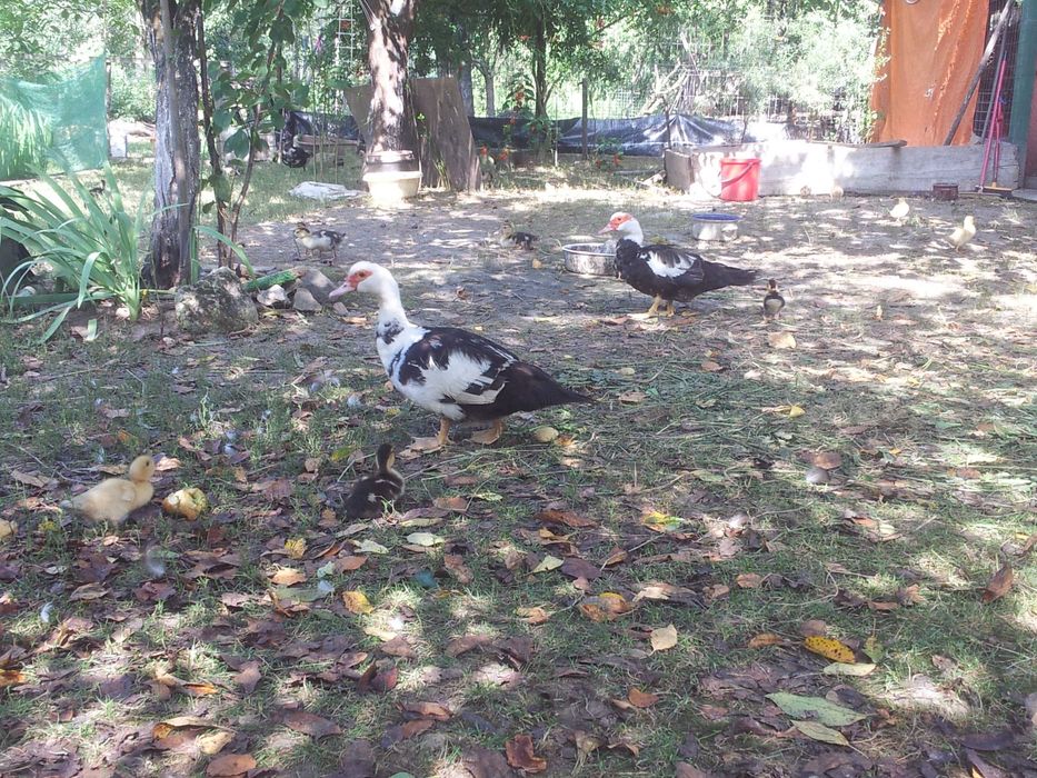 rate mature pereche sau pentru sacrificat