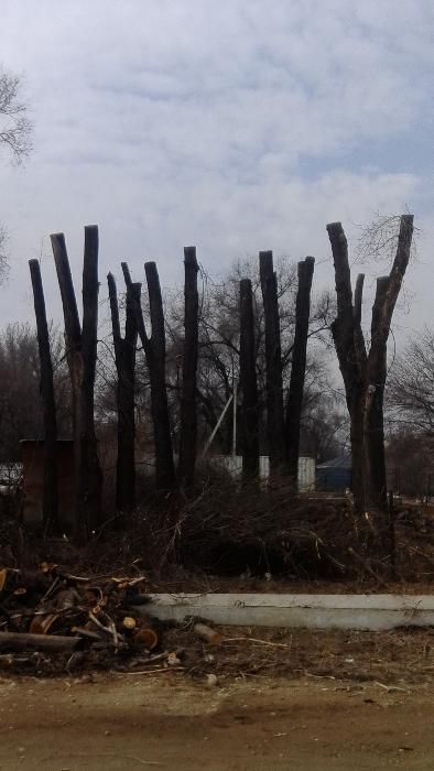 Спил обрезка деревьев.