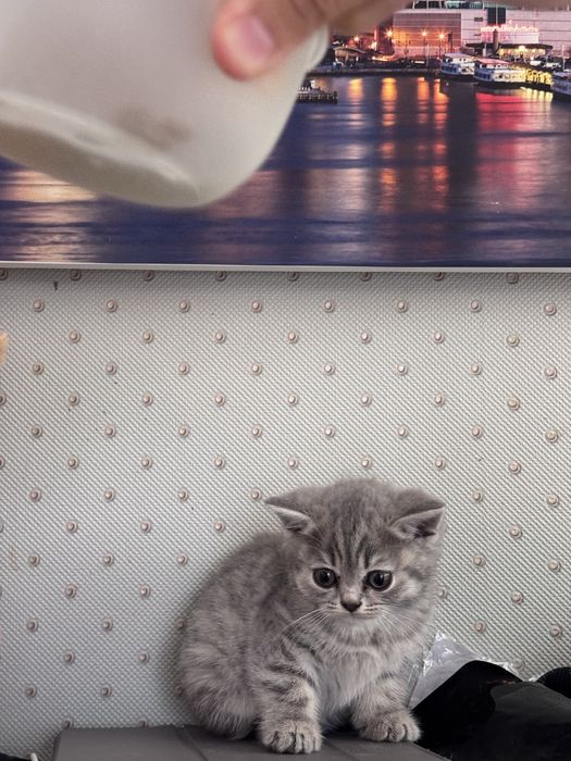 Котята британцы 2 месяца