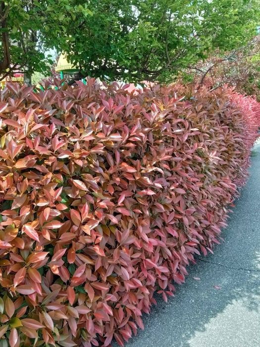 Leylandi tuia Maslin secular Palmier laur englezesc livram oriunde