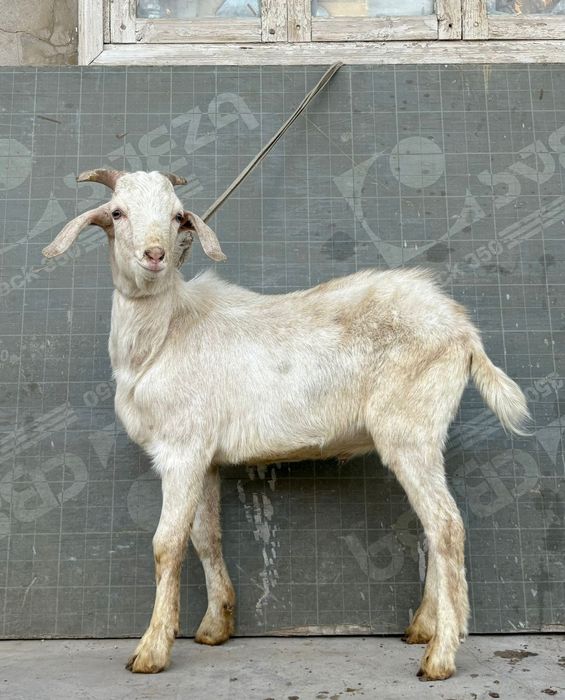 Таза англо нуби теке козел текелігі мықты ешкы ешкі коза козы