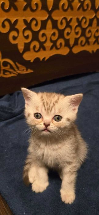 Продаю британских котят.