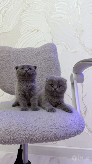 Скотиш Фолд котята