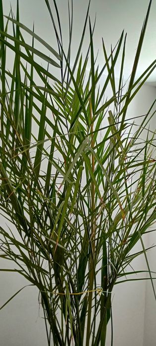 Финикова палма със саксия - 240см.!