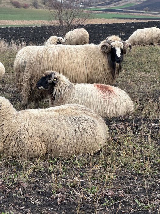 Berbeci de vanzare 2000 lei