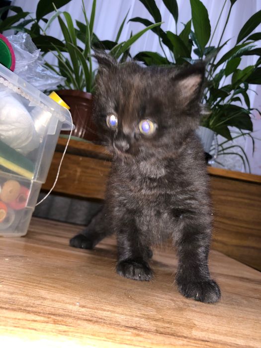Катета домашним отдадим в ответственные руки