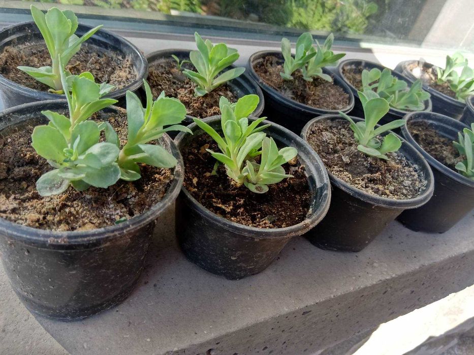 Дърво на Парите/Айхризон,Дърво на живота,Стайна Палма Юка,Дебела Мара