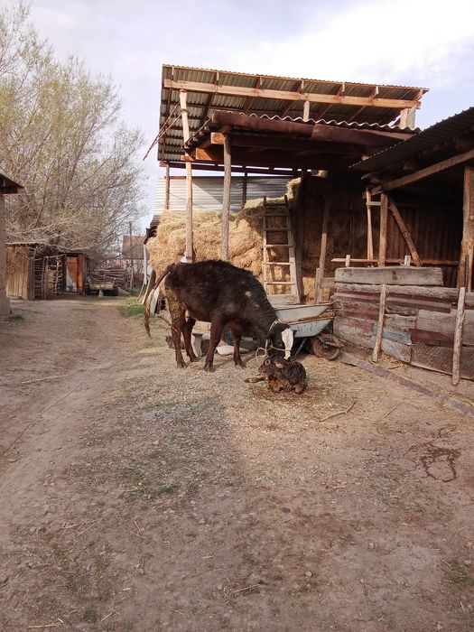 Бұзаулы сиыр, бірінші тума.