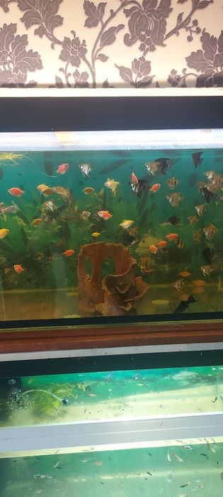 Рыбки разные мирные Растения