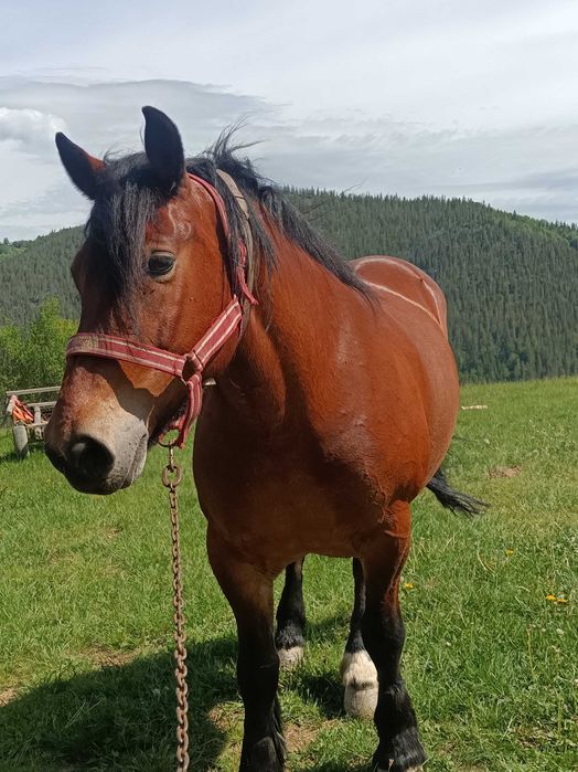 Vând cal garantat de 9 ani