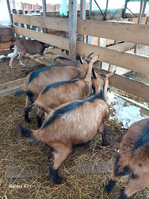 Alpine Franceze capre de rasa