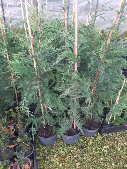 Leylandi chiparos 30-110 cm, calitatea,  nu e fir subtire