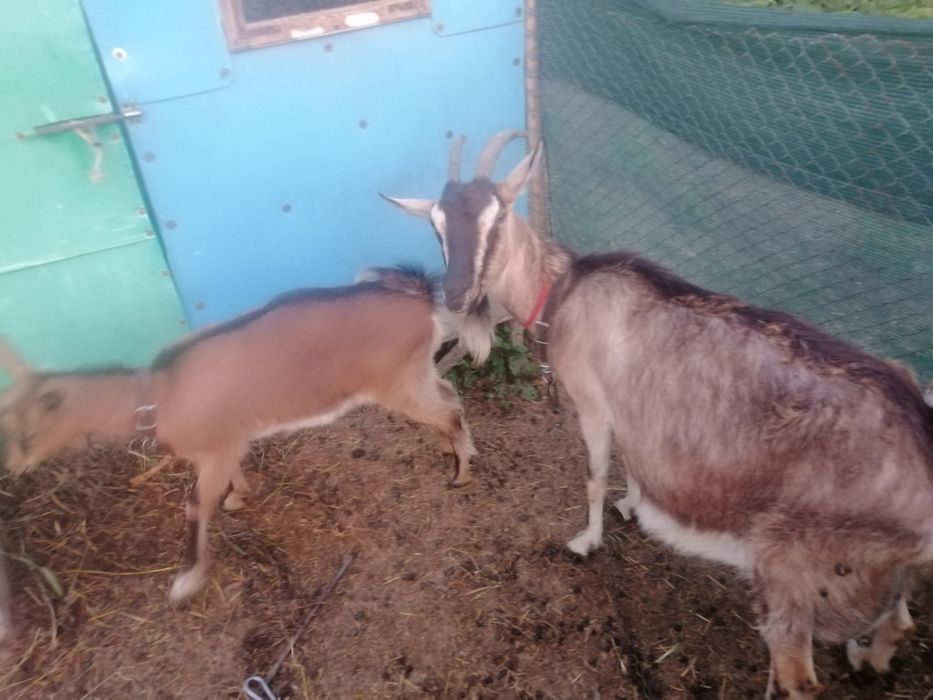Vând 2 capre  bune delapte