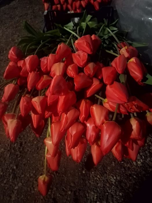 Тюльпаны крупные оптом