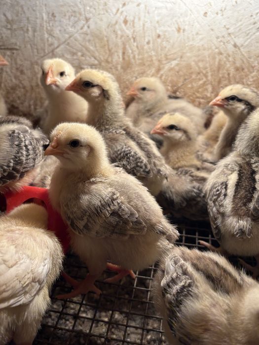 Цыплята , балапан