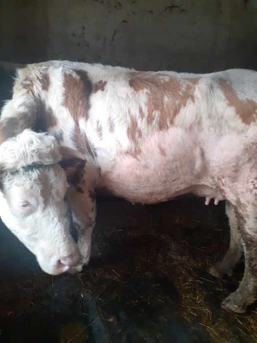 Vaca cu vițel vinzare