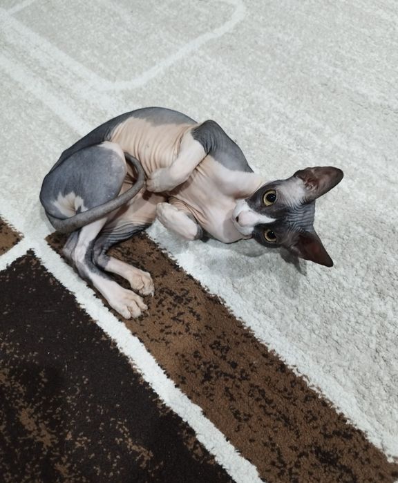 Продам кошечку сфинкса