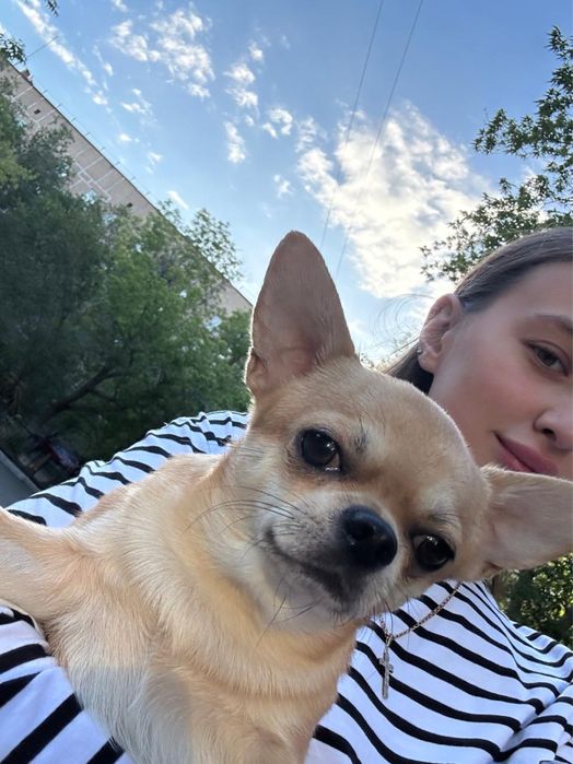 Кобель Чихуахуа. Для вязки