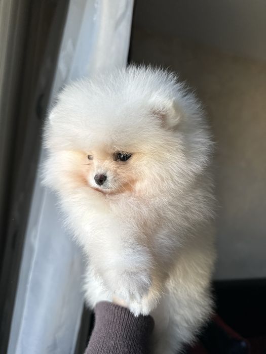 cățeluș  Pomeranian FCI